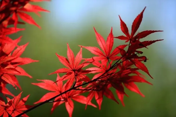 美国红枫种子种植方法